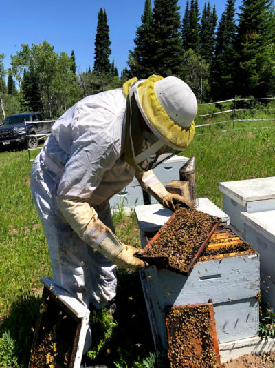 养蜂人Dennis Cox在犹他州犹他州的草莓谷检查他的荨麻疹。