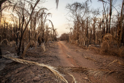 巴西潘塔纳尔湿地2020年大火的残余物。