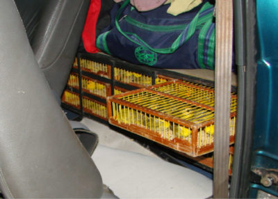 当局从走私者手中查获了这些藏红花雀，这些走私者试图将藏红花雀偷运到一架飞机的行李舱(左)，并藏在一辆汽车的后备箱里。