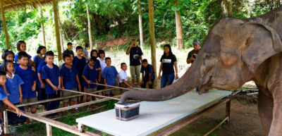 在泰国清莱省的一个野生动物教育项目中，一只亚洲象用它的嗅觉在两个箱子中的一个里寻找食物。