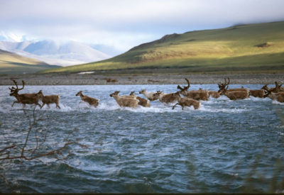 在北极避难所的沿海平原中迁移驯鹿。