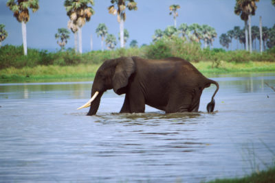 一头大象，穿越坦桑尼亚的Selous Game Reserve中的Rufiji河。