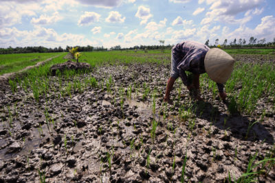 越南湄公河三角洲的一名农民从被盐污染的田野中拉出垂死的水稻植物。