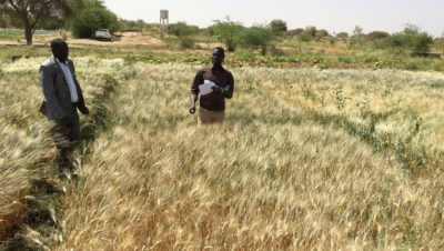 研究人员研究了一种种植在塞内加尔河流域的耐热硬质小麦品种。