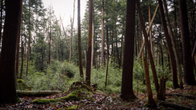 家庭拥有的森林，如苏珊·本尼迪克特(Susan Benedict)的森林(上图)，占美国森林的三分之一以上。