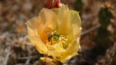 犹他州是1,100种野生蜜蜂种类的家园，包括汗水蜜蜂，在这里看到。