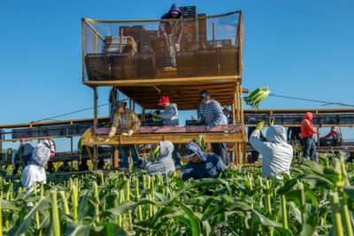 农场工人在科罗拉多队的甘尼森谷挑选甜玉米。Gunnison是科罗拉多州的主要支流，它在大交界处加入。