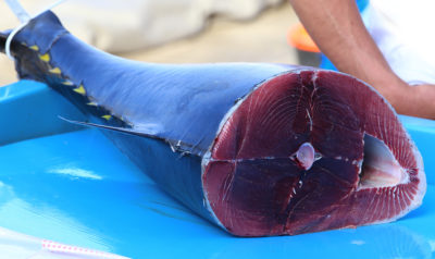 Bluefin金枪鱼待售在鱼市上在马赛，法国。