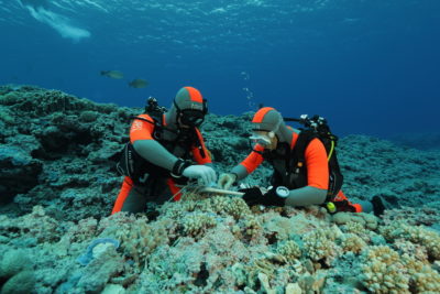 生态学家克里斯蒂安·沃尔斯特（Christian Voolstra）（左）和一位同事收集珊瑚片段，以进行快速压力测试，以确定其韧性。
