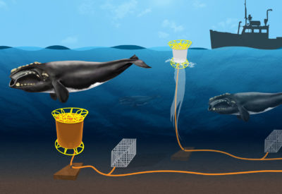 Ropeless技术使用声学信号来释放海底的龙虾陷阱，而不是可以缠绕鲸鱼的表面线。