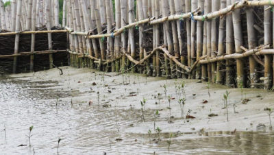 Timbulsloko村，用竹子和灌木建造的天然海堤。这些结构有助于捕捉沉积物，让红树林生根并重新生长。