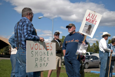 博塞曼，蒙大拿州的抗狼抗议。
