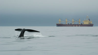 在欧洲湾的一艘大型船只附近的右鲸。