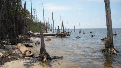 北卡罗莱纳州阿尔伯马尔湾岸边的枯死树木。