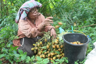 一位巴塔克妇女正在收割槟榔，这是苏门答腊岛北部的一种主要作物。