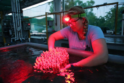 一名研究员审查了澳大利亚海洋科学国家海洋模拟器研究所产卵珊瑚。