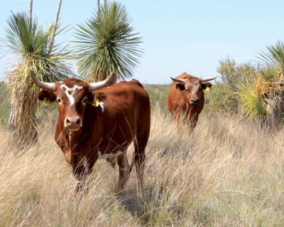 克里奥洛牛，一种可以生活在干旱地区的品种，在新墨西哥州的联邦研究基地。