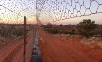 干旱的恢复项目涵盖了澳大利亚47平方英里，周围环绕着6英尺高的栅栏，旨在留出野生猫和狐狸。