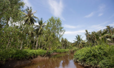 壳牌购买碳信用的Kationan项目开始于2007年，并帮助保护印度尼西亚婆罗洲的沼泽森林。