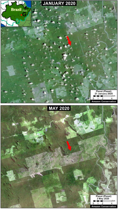 卫星图像显示，1月至5月间，巴西Pará州的森林砍伐面积增加了近1.5万英亩。
