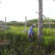 生态学家戴维·卡普兰（David Kaplan）在佛罗里达州洋基镇（Yankeetown）的Withlacoochee海湾保护区中调查垂死的沿海树。