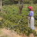 一位农民在乞力马扎罗山的山坡上浇灌咖啡树苗。