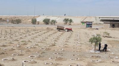 巴基斯坦Khyber Pakhtunkhwa省的10亿树海啸项目的植物遗址。
