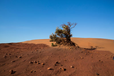 庞德兰是一个重要的生态区域，有广阔的沙丘和许多特有物种。