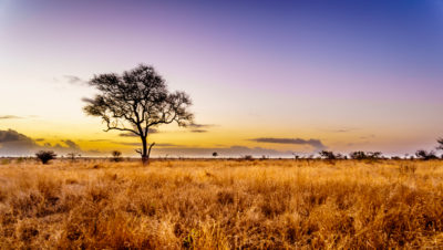 研究人员已经确定南非的克鲁格国家公园(如图所示)适合种树，尽管它基本上是一个自然开放的稀树草原生态系统。