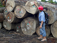 印度尼西亚东加利曼丹市的木材收获