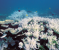 漂白珊瑚群落